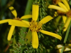 Senecio retortus