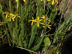 Senecio retortus