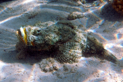 Scorpaenopsis diabolus
