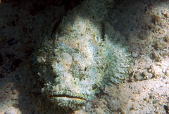 Scorpaenopsis diabolus