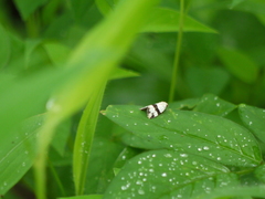 Maliattha ruptifascia