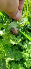 Eobania vermiculata