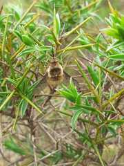 Bombylius medius