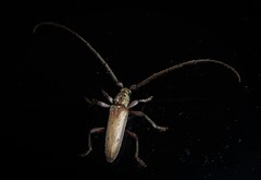 Eburida quadriguttata