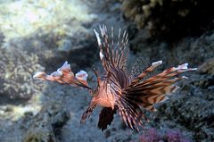 Pterois miles