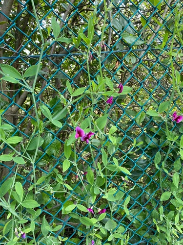 Tangier Pea