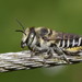 Megachile serricauda - Photo (c) Dianne Clarke, algunos derechos reservados (CC BY-NC), subido por Dianne Clarke