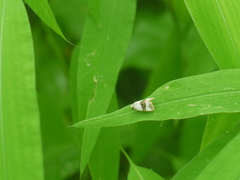 Maliattha ruptifascia