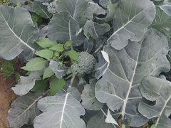 Brassica oleracea italica