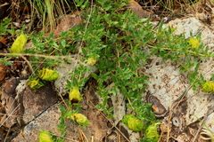 Barleria macrostegia