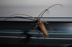 Eburida quadriguttata