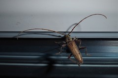 Eburida quadriguttata