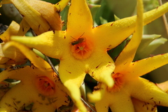 Orbea lutea lutea