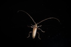 Eburida quadriguttata