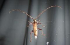 Eburida quadriguttata