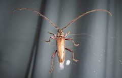 Eburida quadriguttata