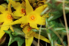 Orbea lutea lutea