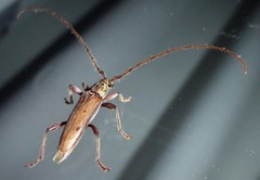 Eburida quadriguttata