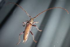 Eburida quadriguttata