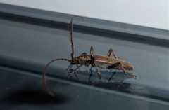 Eburida quadriguttata