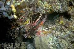 Pterois cincta
