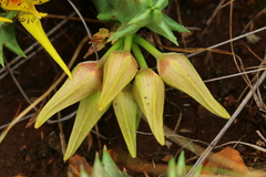 Orbea lutea lutea