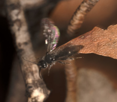 Ephutomorpha cordatiformis