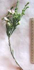 Erica pectinifolia