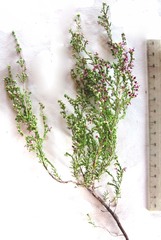 Erica pectinifolia
