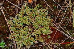 Euphorbia inaequilatera