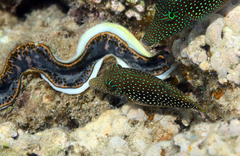 Canthigaster margaritata
