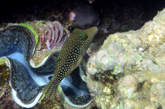 Canthigaster margaritata