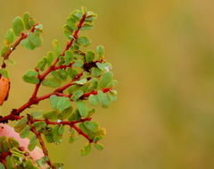 Euphorbia inaequilatera