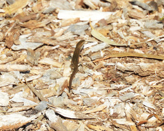 Pseudemoia pagenstecheri