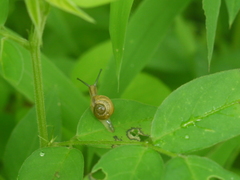 Ariophanta exilis