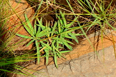 Euphorbia pseudotuberosa