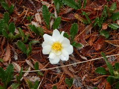 Dryas oxyodonta