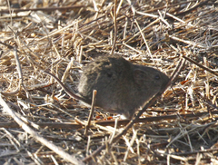 Microtus californicus