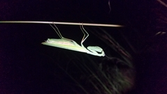Paramantis sacra
