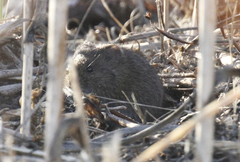 Microtus californicus