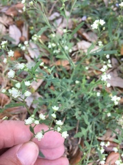 Parthenium hysterophorus