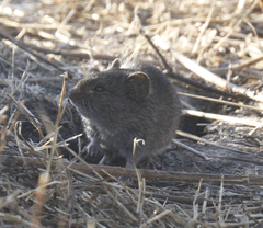 Microtus californicus