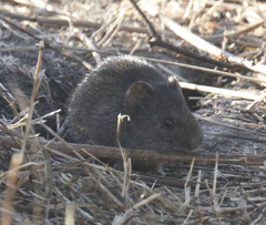 Microtus californicus