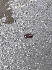 Pseudomorphini