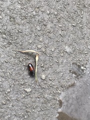 Pseudomorphini