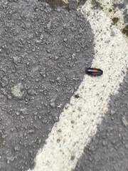 Pseudomorphini