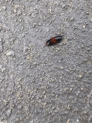 Pseudomorphini