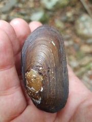 Hyridella drapeta
