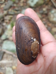 Hyridella drapeta
