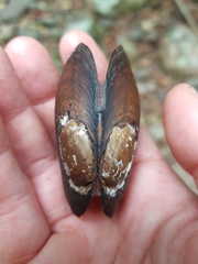 Hyridella drapeta